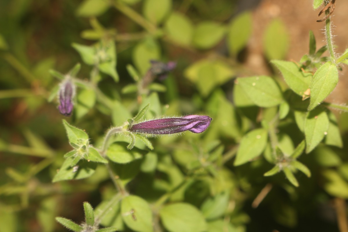 Petunia integrifolia (Hook.) Schinz & Thell.